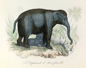 Illustratie van een Aziatische vrouwelijke olifant uit het boek van Buffon, geclassificeerd door Linnaeus en Cuvier (gravure) door Unknown artist