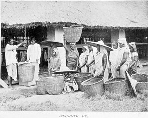 Thee-oogst in India: Indiase boeren wegen thee door Unknown artist