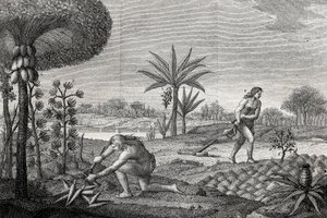 Inheemsen bewerken het land in het Orenoque-bekken van Colombia. Gravure 1780 door Unknown artist