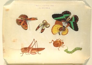 Insecten door Unknown artist