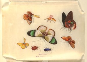 Insecten door Unknown artist