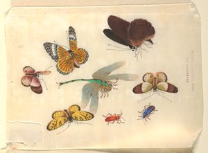 Insecten door Unknown artist