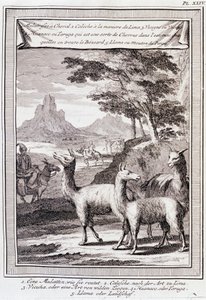 Lamas van Peru - in "Historische Reis door Zuid-Amerika in opdracht van de Koning van Spanje door Don George Juan en Don Antoine de Ulloa", T.1, bij C.A. Jombert, Librairie du Roi, Parijs door Unknown artist