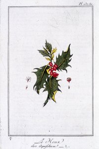 De hulst (Ilex Aquifolium) - in 