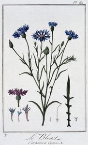 De korenbloem (Centaurea Cyanus) - in 
