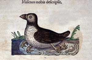 De grote zaagbek in Historia Animalium van Conrad Gesner (1516 - 1565), Tiguri