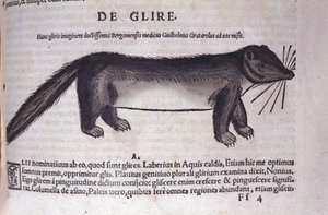 De slaapmuis in Historia Animalium door Conrad Gesner (1516 - 1565), Tiguri door Unknown artist