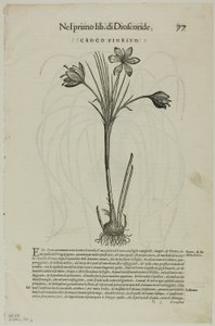 Blad uit Discorsi door Petrus Andreas Matthiolus, plaat 99 uit Houtsneden uit Boeken van de XVI Eeuw door Unknown artist