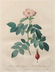 De rozen: Rosa villosa, pomifera door Unknown artist