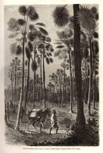 De karavaan van luitenant Mage vordert richting Niger en doorkruist een bos van gigantische palmbomen in de provincie Damfa, Mali. Gravure ter illustratie van de reis naar West-Soedan van luitenant (marine) M. Mage, in 1863-1866, gepubliceerd in 