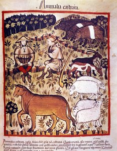 Vee, schapen, geiten en varkens. Verlichting uit de melk van geneeskunde en diëtetiek 
