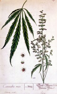 Mannelijke cannabisplant. Gravure 19e eeuw.