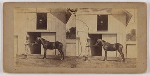 [Man die paard bij hoofdstel vasthoudt] door Unknown artist