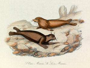 Zeebeer en leeuw ingedeeld volgens de nomenclatuur van Linneene en de classificatie van Cuvier (gravure)