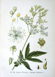 Moerasspirea door Unknown artist