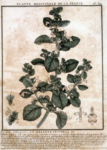 Medicinale plant uit Frankrijk: de stinkende belotte door Unknown artist