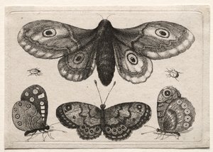 Muscarum Scarabeorum, vermiumque Variae Figure & Formae: Een Mot, Drie Vlinders en Twee Kevers door Unknown artist