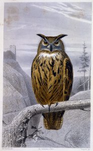 Natuurhistorische plaat: Uil: De Grote Hertog - in 
