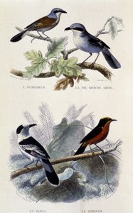 Natuurhistorisch bord: Vogels: De ecorcheur, de grijze greche pie, de vanga en de gonolek - in Oeuvres de Buffon, T.5, ed. Smoking Jouvet & Cie door Unknown artist