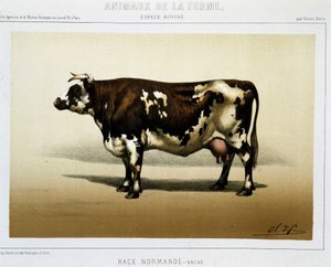 Normandische koe door Unknown artist