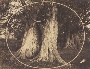 Eikenbomen op een Begraafplaats door Unknown artist