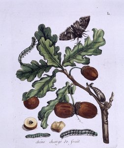 Eikenvrucht: eikels, vlinders en rupsen door Unknown artist