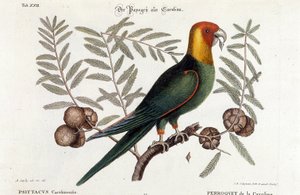 Ornithologie: Carolina parkiet. (Psittacus caroliniensis) door Unknown artist