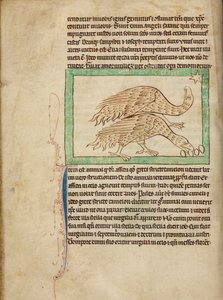 Struisvogels