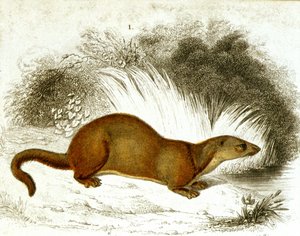 Otter - kleurgravure. 19e-eeuwse gravure.