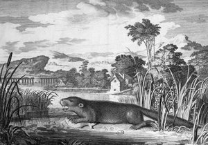 Otter - gravure door Unknown artist