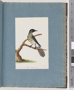 Pagina 100. Nieuw-Hollandse honingeter. Certhia Novae Hollandiae door Unknown artist