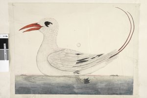 Phaeton Rood, Staart Tropicbird Phaethon rubricauda, 1791-92