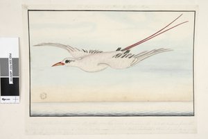 Tropische Vogel door Unknown artist