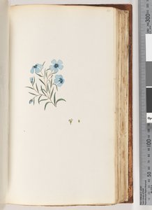 Pagina 101. Onbekende plant door Unknown artist