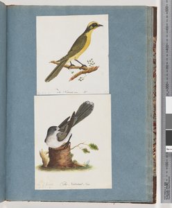 Geelkuif Honingeter. Ongeïdentificeerde vogel door Unknown artist
