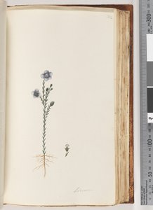 Pagina 102. Vlas door Unknown artist