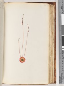 Pagina 104. Onbekende plant door Unknown artist
