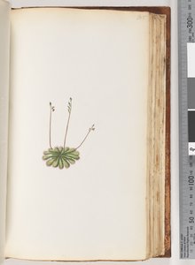 Pagina 105. Geen inscriptie. Onbekende plant door Unknown artist