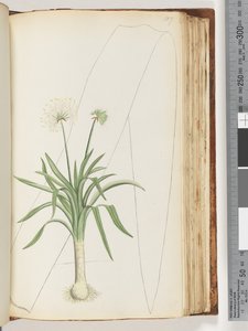 Ongeïdentificeerde plant door Unknown artist