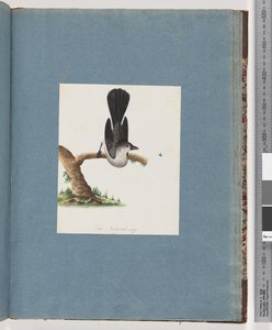 Pagina 107. Onbekende vogel door Unknown artist