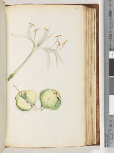 Pagina 108. Lelie door Unknown artist