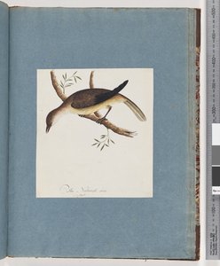 Pagina 108. Onbekende Vogel