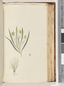 Ongeïdentificeerde plant door Unknown artist