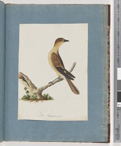 Pagina 109. Onbekende vogel door Unknown artist