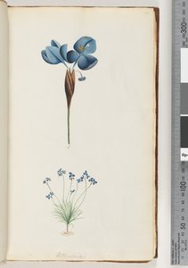 Pagina 10. Pattersonia