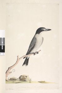 Pagina 10. Vanga. onderaan in andere hand Natuurlijke grootte, iris twijfelachtig Grijze Slachter, Vogel Cracticus torquatis man, 1791-92 door Unknown artist