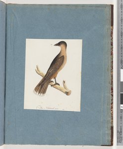 Pagina 110. Onbekende Vogel