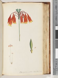 Pagina 111. Blandfordia nobilis Exot. Bot. t. 4. Kerstklok