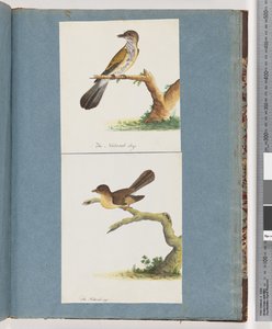 Pagina 111. Onbekende Vogel. 112. Onbekende Vogel.