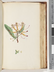 Pagina 112. Onbekende plant door Unknown artist